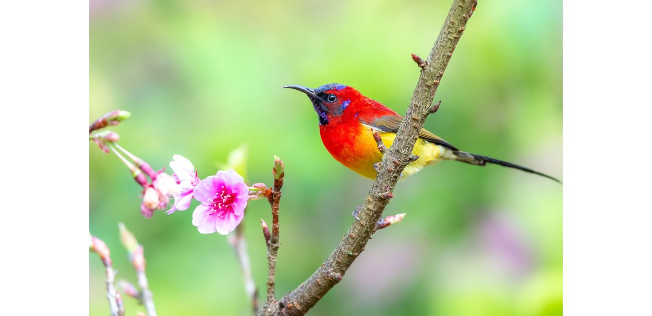 Thư giãn sâu với âm thanh từ thiên nhiên