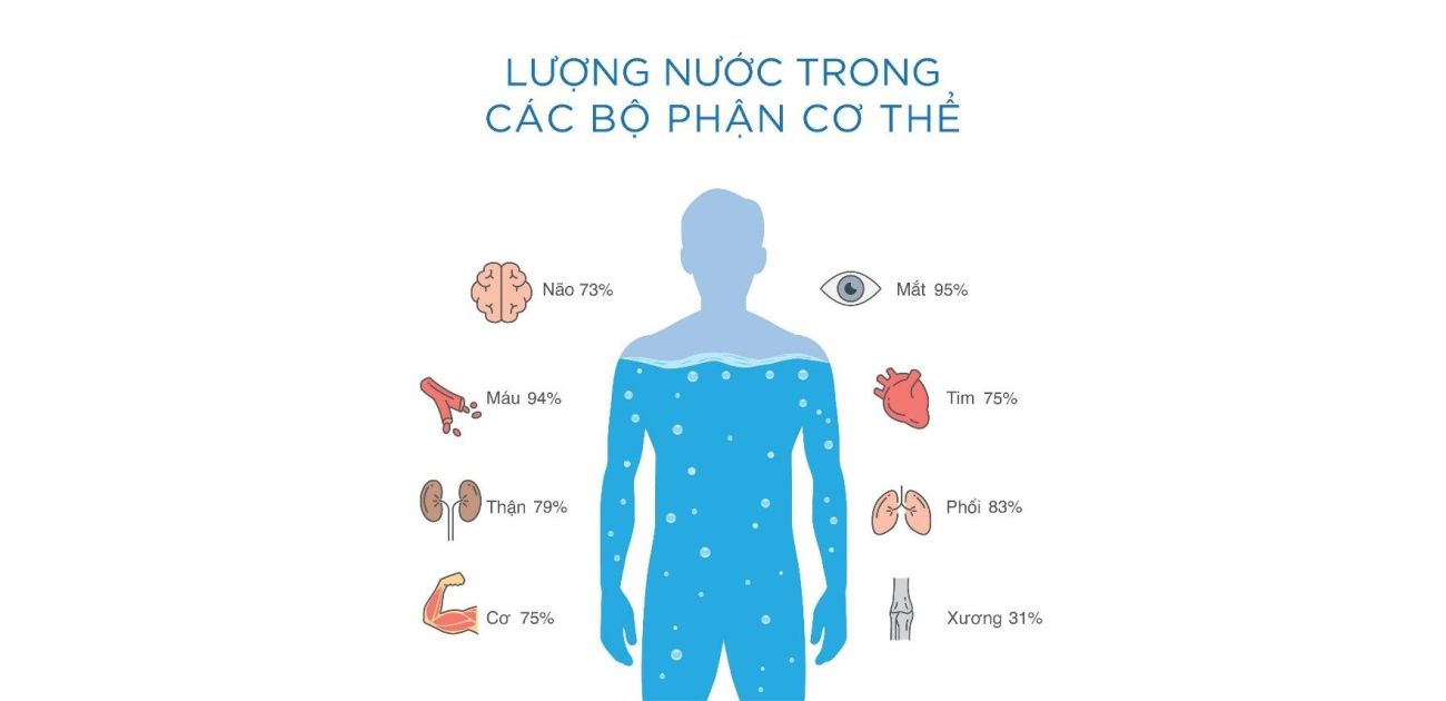 Nước chiếm bao nhiêu phần trăm cơ thể?